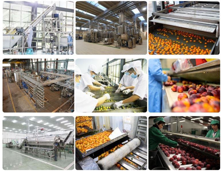 Apricot Peach Plum Processing Line Cooperation Case Apricot Peach Plum Processing Line Cooperation Case